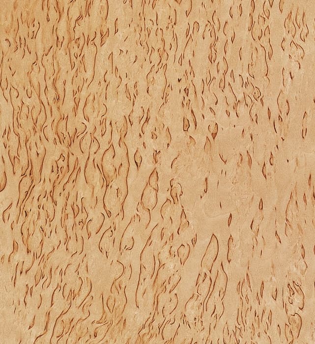 Birch burl. Beautiful veneer for a humidor for the best cigar storage